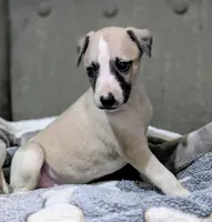 Aina , a female Whippet for sale in Rutherfordton, NC – 1 of 5