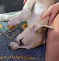 Aina , a female Whippet for sale in Rutherfordton, NC – 2 of 4