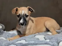 Ace, a male Whippet for sale in Rutherfordton, NC – Photo 2 of 10