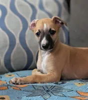 Ace, a male Whippet for sale in Rutherfordton, NC – Photo 7 of 10