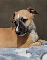 Ace, a male Whippet for sale in Rutherfordton, NC – Photo 4 of 10