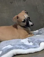 Ace, a male Whippet for sale in Rutherfordton, NC – Photo 9 of 10