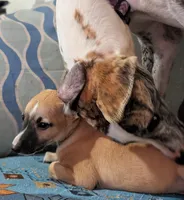 Ace, a male Whippet for sale in Rutherfordton, NC – Photo 10 of 10