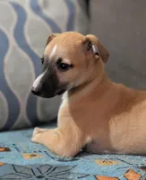 Ace, a male Whippet for sale in Rutherfordton, NC – Photo 6 of 10