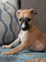 Ace, a male Whippet for sale in Rutherfordton, NC – Photo 1 of 10