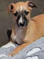 Ace, a male Whippet for sale in Rutherfordton, NC – Photo 8 of 10