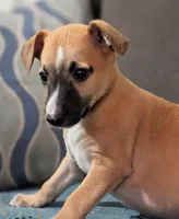 Ace, a male Whippet for sale in Rutherfordton, NC – Photo 3 of 10