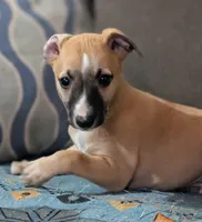 Ace, a male Whippet for sale in Rutherfordton, NC – Photo 5 of 10