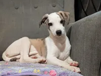 Jagger , a male Whippet for sale in Rutherfordton, NC – 5 of 5