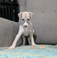 Shion , a male Whippet for sale in Rutherfordton, NC – 2 of 9