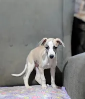 Jade, a female Whippet for sale in Rutherfordton, NC – 3 of 5
