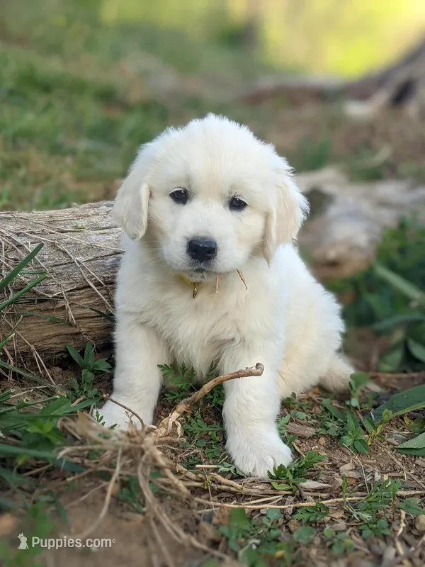Monty – English Cream Golden Retriever puppy for sale in Rutherfordton, NC
