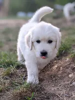 Yellow , a male English Cream Golden Retriever for sale in Rutherfordton, NC – Photo 3 of 5