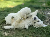 Monty, a male English Cream Golden Retriever for sale in Rutherfordton, NC – Photo 7 of 7