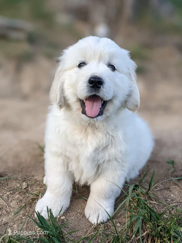 Yellow  – English Cream Golden Retriever puppy for sale in Rutherfordton, NC
