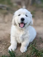 Yellow , a male English Cream Golden Retriever for sale in Rutherfordton, NC – Photo 1 of 5