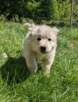 Monty AKC, a male English Cream Golden Retriever for sale in Rutherfordton, NC – Photo 9 of 9