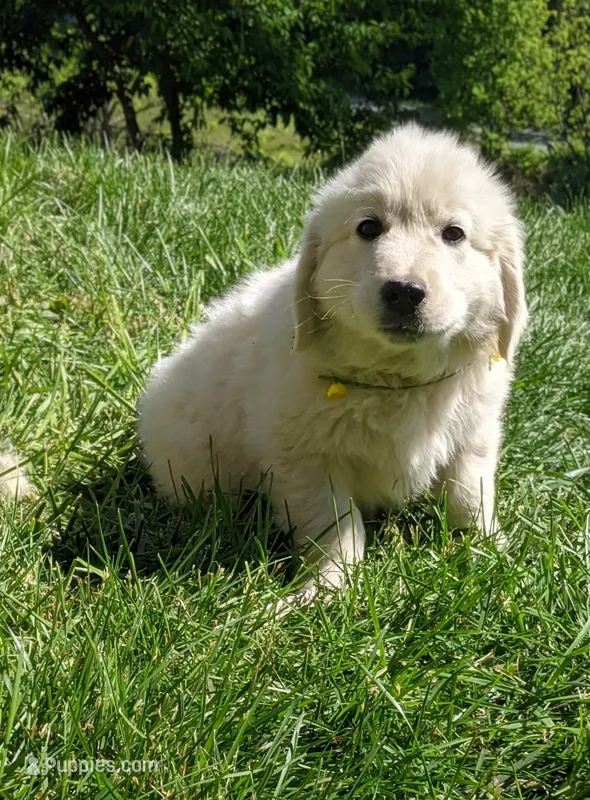 Monty AKC – English Cream Golden Retriever puppy for sale in Rutherfordton, NC