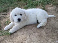 Yellow , a male English Cream Golden Retriever for sale in Rutherfordton, NC – Photo 2 of 5