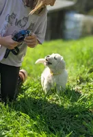 Monty, a male English Cream Golden Retriever for sale in Rutherfordton, NC – Photo 2 of 7