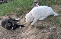 Yellow , a male English Cream Golden Retriever for sale in Rutherfordton, NC – Photo 4 of 5