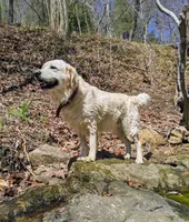 Valentine, a male English Cream Golden Retriever for sale in Rutherfordton, NC – 10 of 10