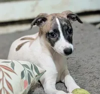 Ruby , a female Whippet for sale in Rutherfordton, NC – 5 of 5