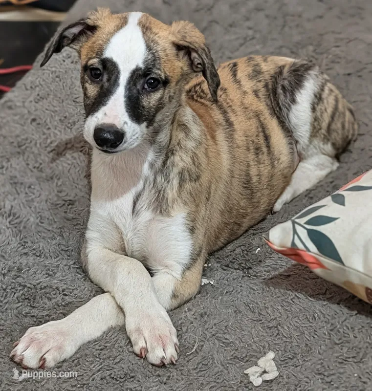 Jasper  – Whippet puppy for sale in Rutherfordton, NC