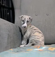 Mio, a female Whippet for sale in Rutherfordton, NC – 5 of 10