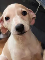 Jojo, a male Whippet for sale in Rutherfordton, NC – 4 of 8