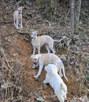 processed/bddeef00-f61e-4c3f-8cf8-5e9ab393a00c/listing/9b66bd97-44a5-43c4-8e6d-c3b1019e9ca4/543675e6-5fe2-4fb0-a398-3e4361b7e328