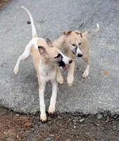 processed/bddeef00-f61e-4c3f-8cf8-5e9ab393a00c/listing/9b66bd97-44a5-43c4-8e6d-c3b1019e9ca4/879b8cac-034b-47f4-9654-2ea8a2666543