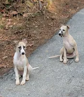 processed/bddeef00-f61e-4c3f-8cf8-5e9ab393a00c/listing/9b66bd97-44a5-43c4-8e6d-c3b1019e9ca4/bfd780cd-1bd6-49ae-97df-ba4fbabbc5e8