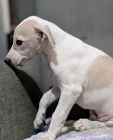 Jojo, a male Whippet for sale in Rutherfordton, NC – 5 of 8