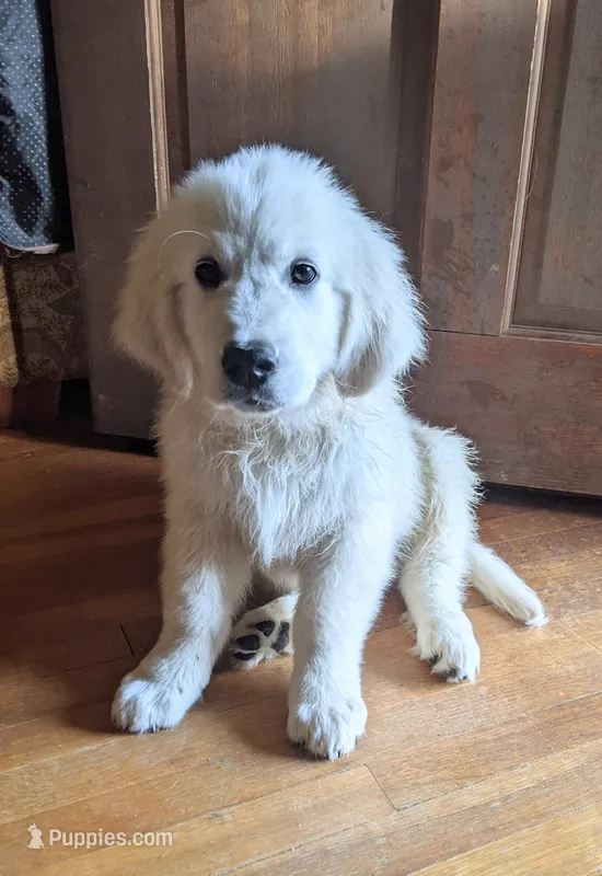 Monty AKC – English Cream Golden Retriever puppy for sale in Rutherfordton, NC