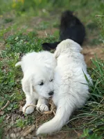 Red , a male English Cream Golden Retriever for sale in Rutherfordton, NC – Photo 3 of 7