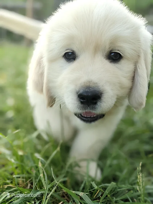 Red  – English Cream Golden Retriever puppy for sale in Rutherfordton, NC