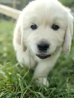 Red , a male English Cream Golden Retriever for sale in Rutherfordton, NC – Photo 1 of 7