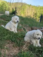 Red , a male English Cream Golden Retriever for sale in Rutherfordton, NC – Photo 5 of 7