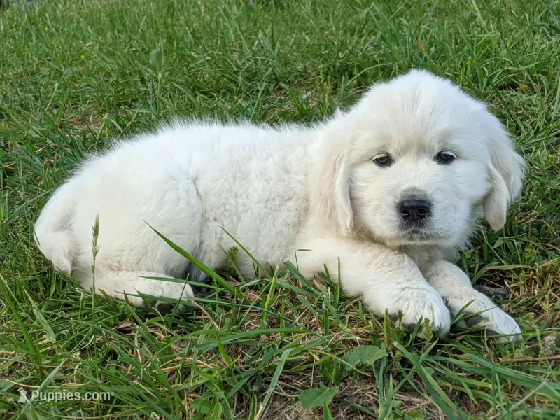 Valentine – English Cream Golden Retriever puppy for sale in Rutherfordton, NC
