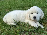 Red , a male English Cream Golden Retriever for sale in Rutherfordton, NC – Photo 2 of 7