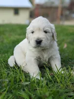 Valentine, a male English Cream Golden Retriever for sale in Rutherfordton, NC – 9 of 10