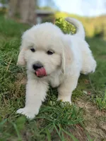 Red , a male English Cream Golden Retriever for sale in Rutherfordton, NC – Photo 6 of 7