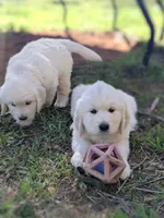 Red , a male English Cream Golden Retriever for sale in Rutherfordton, NC – Photo 7 of 7