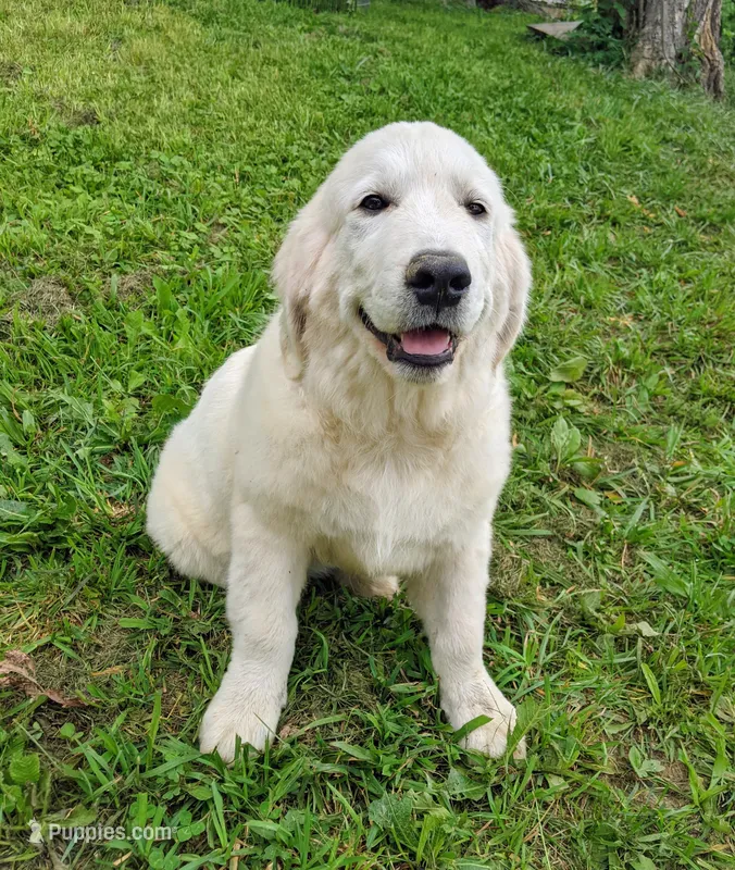 Valentine – English Cream Golden Retriever puppy for sale in Rutherfordton, NC