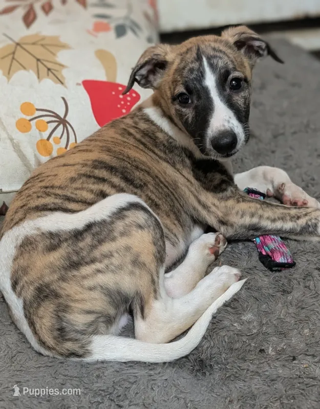 Jaxx, a male Whippet for sale in Rutherfordton, NC – 1 of 3