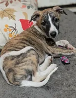 Jaxx, a male Whippet for sale in Rutherfordton, NC – 1 of 3