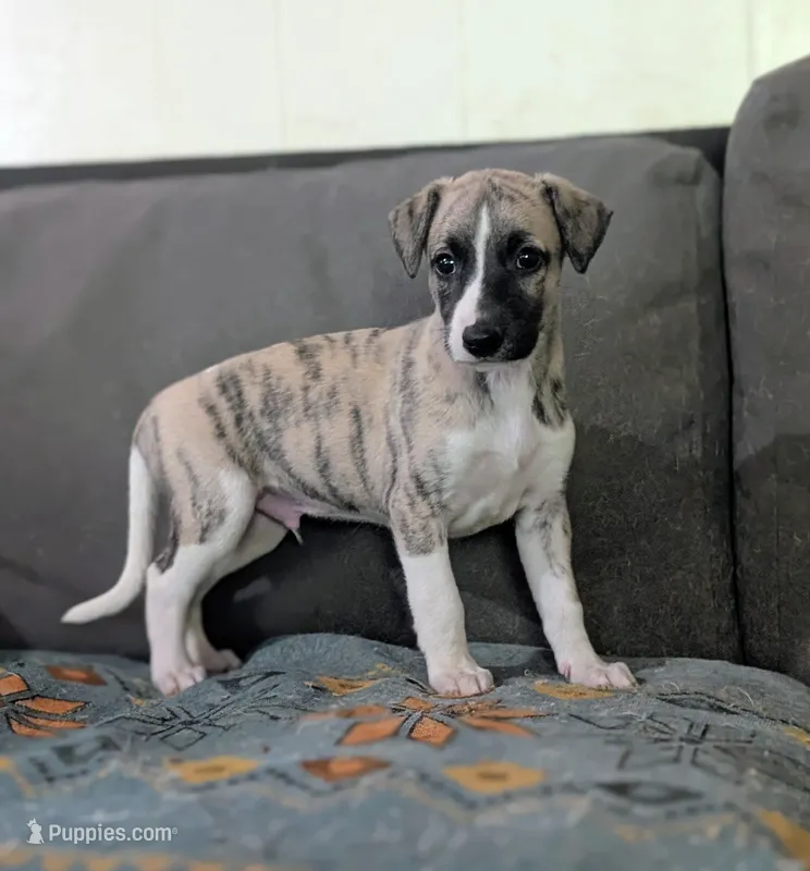 Ren  – Whippet puppy for sale in Rutherfordton, NC