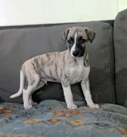 Ren , a male Whippet for sale in Rutherfordton, NC – 1 of 8