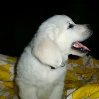 Lucy, a female English Cream Golden Retriever for sale in Rutherfordton, NC – Photo 6 of 9